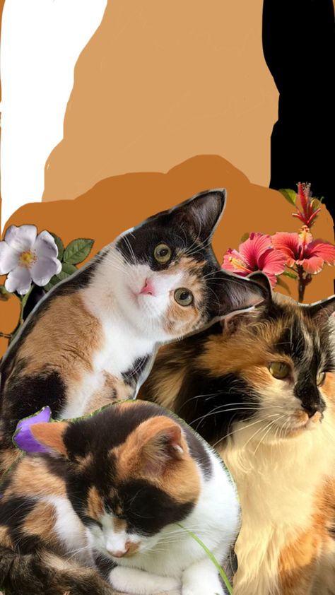 Calico Cat Wallpaper, Calico Cat, Cat Wallpaper