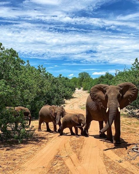 Chobe National Park Botswana, Safari Astetic, Botswana Aesthetic, Tarzan Aesthetic, Botswana Travel, Tarzan Movie, Tarzan Disney, Botswana Safari, South Africa Safari