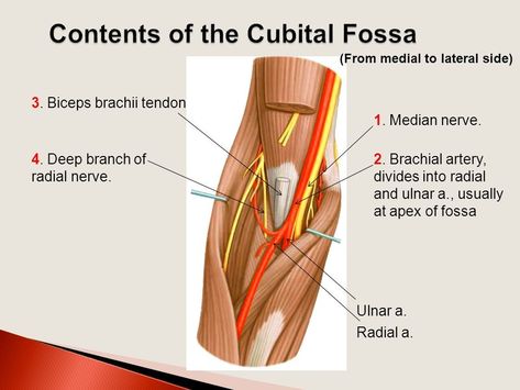 Cubital Fossa Anatomy, Cubital Fossa, General Anatomy, Phlebotomy Study, What Is Intelligence, Doctor Quotes Medical, Radial Nerve, Median Nerve, Biceps Brachii