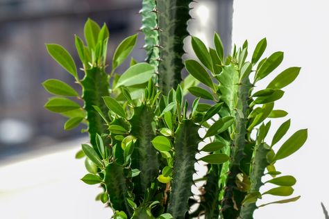 Everything You Need to Know About The African Milk Tree African Milk Tree, Euphorbia Trigona, Blooming Succulents, Green World, Plant Problems, Peat Moss, Drought Tolerant Plants, Growing Indoors, Tree Tattoo