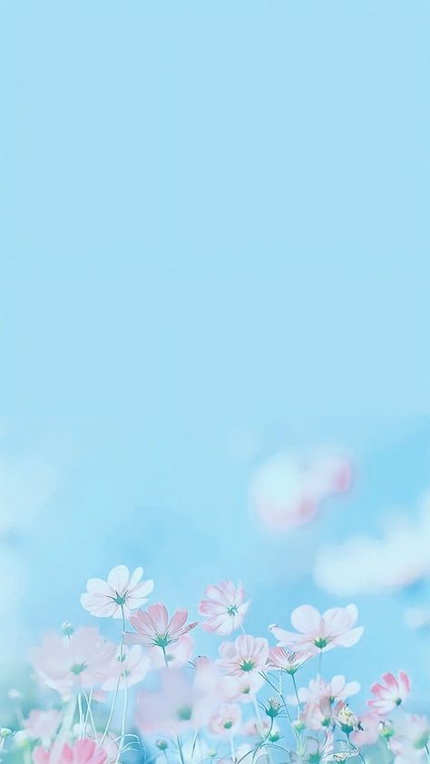 Blue And Pink Phone Wallpaper, Sky Blue Flowers, Tela Iphone, Daisy Wallpaper, Wallpaper Flower, Flowery Wallpaper, Pretty Backgrounds, Cellphone Wallpaper Backgrounds, Wallpaper Nature Flowers