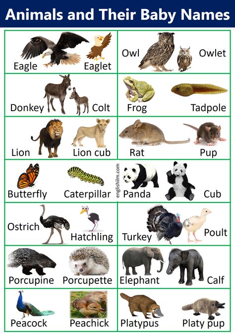 Animals Name With Picture, Human Body Vocabulary, Animal Pictures For Kids, Animals Name In English, Mother And Baby Animals, Baby Animal Names, Learn English For Free, Urdu Language, Animal Names