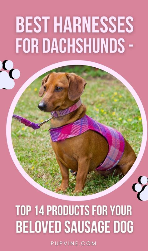 Dachshund Harness, Dog Harness Pattern, Dog Harnesses, Dog Items, Dog Activities, Quick Release Buckle, Beloved Dog, Sausage Dog, Dog Harness