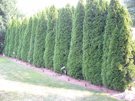 Best Trees For Privacy, Trees For Privacy, Leyland Cypress Trees, Screening Plants, Fast Growing Shade Trees, Thuja Green Giant, Leyland Cypress, Fast Growing Evergreens, Broadleaf Evergreen