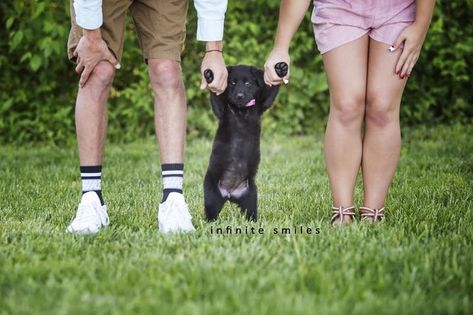 Puppy photoshoot with owners Gender Reveal Photo Shoot, Puppy Announcement, Gender Reveal Photos, Puppy Photography, Newborn Puppies, Dog Photoshoot, Tiny Puppies, Puppy Photos, Rescue Dog