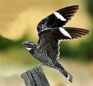 The Common Nighthawk. Threatened species in Canada. Areas surveyed over the last three generations have shown an almost 50 percent decline in the species! Reasons for its decline may include reductions in the number of insects and loss of the open habitat in which it thrives. Nighthawk Bird, Common Nighthawk, Night Jar, Migratory Birds, Life List, White Patches, Bird Watcher, Bird Pictures, Birds Of Prey