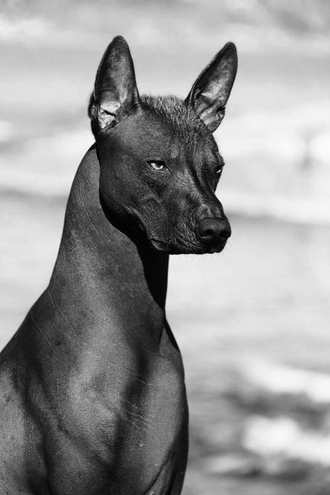 Anubis Dog, Xolo Dog, Mexican Hairless Dog, Hairless Dog, Scary Dogs, Bob Seger, Dog Drawing, Cute Cats And Dogs, New Puppy