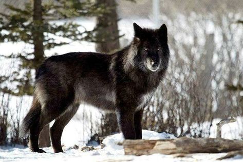 Canadian Wolfdog Canadian Wolf, Wolfdog Hybrid, Alberta Canada Travel, Ski Canada, Wolf Dogs, Wolf Photography, Vertical Images, Wolf Pictures, Close Encounters