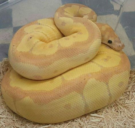 Clown Banana morph Ball Python Banana Morph Ball Python, Banana Python, Banana Ball Python, Vision Board Project, Ball Pythons, Cute Snake, Ball Python, Hazbin Hotel, Snakes