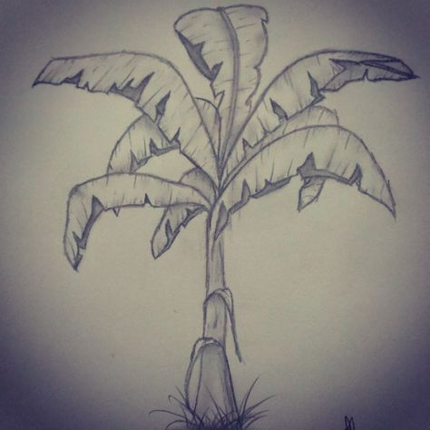 Plant, banana tree, pencil drawing Banana Tree Drawing, Tree Pencil Drawing, Trees Art Drawing, Tree Pencil Sketch, Pencil Trees, Tree Drawings Pencil, Beauty Culture, Tree Sketches, Drawing Faces