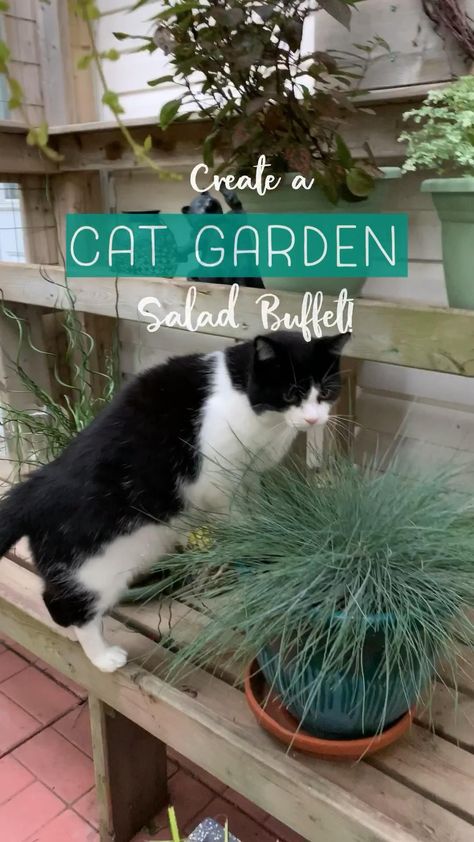 What Plants Repel Cats, Plants Cats Can Eat, Outdoor Cat Toys, Cat Porch Ideas, Cat Grass Indoor Ideas, Cat Garden Outdoor, Cat Set Up, Cat Oasis, Catio Ideas Cat