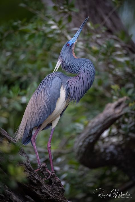 Tricolored Heron, Florida Birds, Northern Mexico, Girl Scout Troop, Bird Watcher, Herons, Prehistoric Animals, Blue Heron, Red Wing