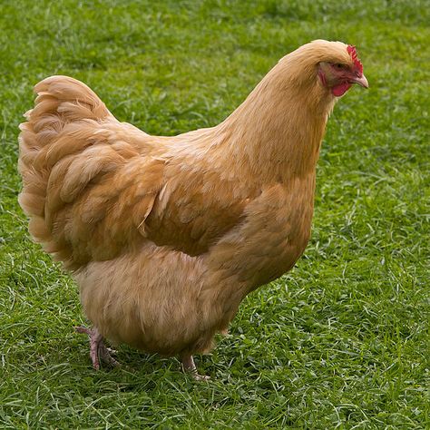 Chantecler: Class: American Type: Large Fowl & Bantam Size: Heavy (7-8 lbs) Rarity: Common Purpose: Dual Recognized Varieties: White, Partridge   Egg Laying: Very Good (4/wk) Egg Color: Brown Egg Size: Large   Comb Type: Cushion Comb Crested: No Feathered Legs: No Number of Toes: 4   Hardy In Winter: Yes Bears Confinement: Bears confinement well Especially Docile: No Setter/Broody: No Personality: Friendly, quiet, well-mannered Chicken Breeds Chart, Chicken Breeds For Eggs, Buff Orpington Chickens, Laying Chickens Breeds, Live Chicken, Best Egg Laying Chickens, Buff Orpington, Laying Chickens, Egg Laying Chickens