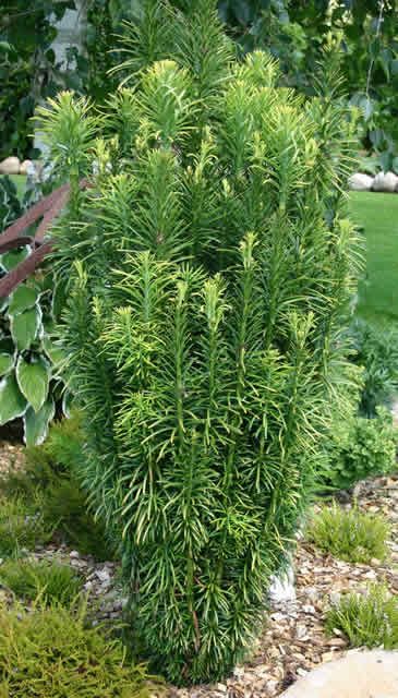 Japanese Plum Yew, Plum Yew, Japanese Plum, Evergreen Garden, Garden Shrubs, Pallets Garden, Traditional Landscape, Hello Hello, Evergreen Shrubs