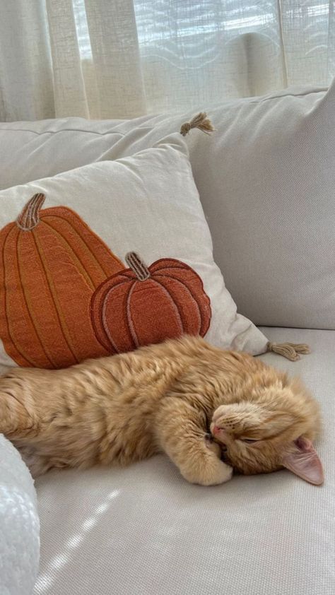 Aesthetic Pumpkin, Fall Cats, Trendy Items, Pumpkin Pillows, Playlist Covers, Fall Inspo, Fall Feels, Fall Pictures, Fall Aesthetic