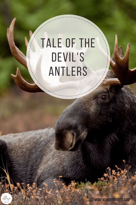 The Tale of the Devil's Antlers: if a bull moose is castrated, he sheds his antlers and immediately grow a new set of deformed ones, which will never shed. Tale of the Devils Antlers Alaska Moose, Bull Moose, Moose Antlers, The Devils, Elk Antlers, A Bull, Background Information, Outdoor Lover, Aquatic Plants