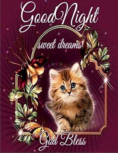 Good Night~~J~ Sweet Dreams Good Night Meme, Sweet Dreams Pictures, Good Night Cat, Good Evening Wishes, Blessed Night, Good Evening Greetings, Good Night Everyone, Guys Night, Good Night Flowers