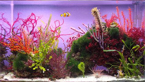 Seahorse Aquarium, Reef Aquascaping, Seahorse Tank, Nano Reef Tank, Marine Fish Tanks, Fish Tank Themes, Fish Tank Terrarium, Coral Reef Aquarium, Saltwater Fish Tanks