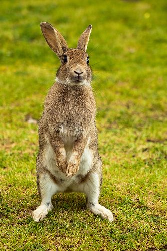 Bunny Poses, European Rabbit, Art Craft Ideas, Rabbit Sitting, Rabbit Pictures, Tattoo Nature, Rabbit Photos, Wild Rabbit, Rabbit Sculpture