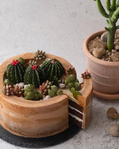 Succulent Cake, Cactus Cake, Chocolate Sponge Cake, Cute Birthday Cakes, Cake Videos, Perfect Cake, Fancy Cakes, Cake Ingredients, Cake Decorating Techniques