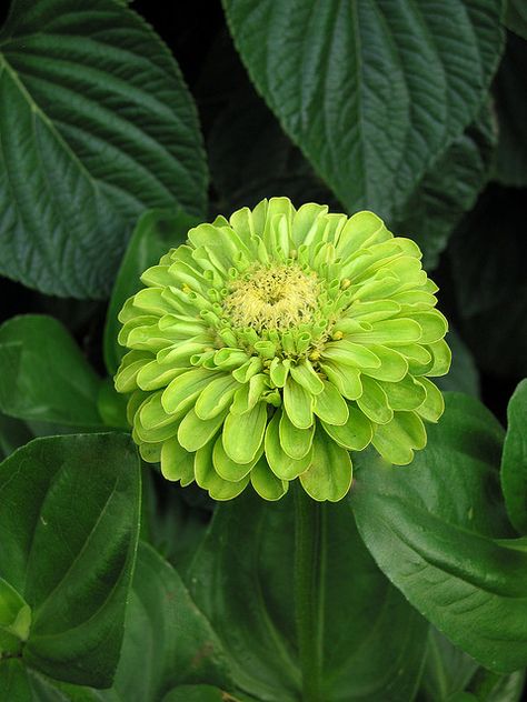 Zinnia 'Benary's Lime Green'.  I hate yellow and orange zinnias, but I really like the lime green. Zinnia Elegans, Zinnia Flowers, Green Flower, Green Garden, Annual Plants, Flower Seeds, Green Flowers, Love Flowers, Cut Flowers