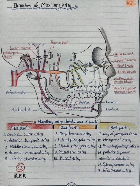 Dental Hygienist School, Dental Assistant Study, Studie Hacks, Dental Hygiene Student, Kedokteran Gigi, Kesehatan Gigi, Dental Hygiene School, Dentistry Student, Dental Anatomy