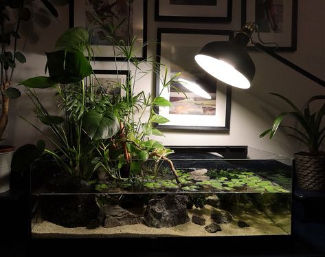 aquarium design low tech. Betta fish. home plants. Shallow Fish Tank, Planted Betta Tank Aquascaping, Shallow Aquascape, Paladarium Design, Low Tech Aquascape, Shallow Aquarium, Biotope Aquarium, Fish Tank Themes, Fish Tank Terrarium