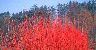 Beechwood Landscape Architecture and Construction: Red Osier Dogwood, Featured Plant of The Day Cornus Sericea, Red Osier Dogwood, Leaf Coloring, Organic Matter, Mulch, Landscape Architecture, Fall Colors, The Day, Architecture