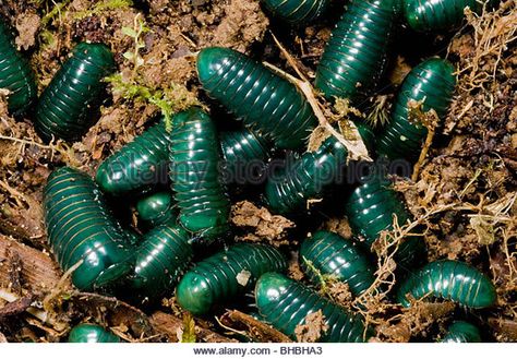 Pill Millipede, Woodlice, Convergent Evolution, Pill Bug, Creepy Animals, Cool Bugs, Bug Art, A Bug's Life, Curious Creatures