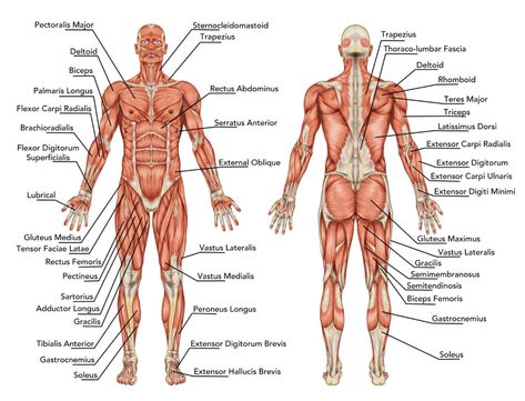 Running is an excellent way to target many different parts of the body all at once. While not considered by most as a muscle-building exercise, it strengthens and tones a wide variety of muscles all through the body. Human Body Muscles, Body Muscle Anatomy, Human Muscular System, Muscular System Anatomy, Human Muscle Anatomy, Muscle System, Full Body Stretch, Man Anatomy, Human Body Anatomy