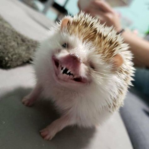 #еж #улыбка Hedgehog Pet, A Hedgehog, Cute Rats, Animal Antics, Cute Hedgehog, Baby Animals Funny, Silly Animals, Hedgehogs, Cute Creatures