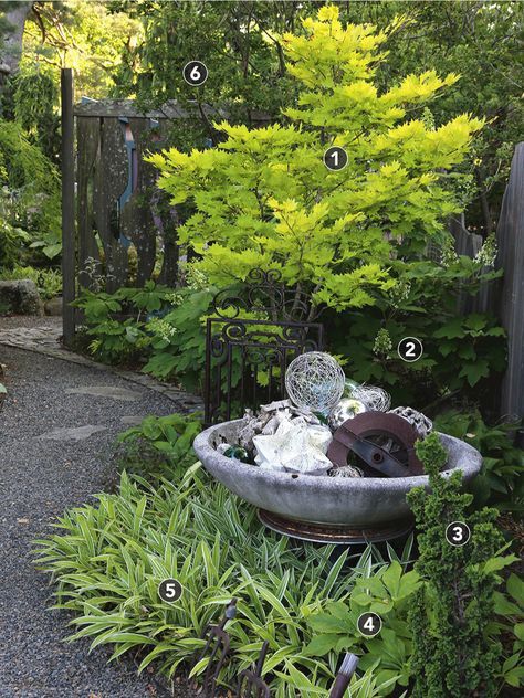 Island Garden Bed Shapes, Island Garden Bed, Alice Oakleaf Hydrangea, Weeping Blue Atlas Cedar, Pnw Gardening, Plant Bed, Picea Abies, Hydrangea Quercifolia, Japanese Forest