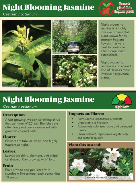 Cestrum nocturnum | Plant Pono Cestrum Nocturnum, Night Blooming Jasmine, Night Blooming Flowers, Jasmine Plant, Plant Pests, Invasive Species, Ornamental Plants, Simple Green, High Risk