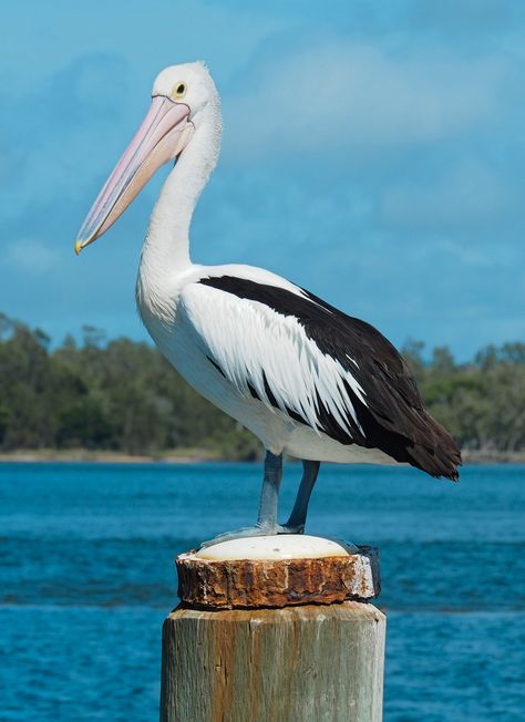 Pelican Illustration, Pelican Photography, Toucan Art, Pelican Art, Pelican Bird, Coastal Birds, Bird Watercolor Paintings, Australia Animals, Animal Study