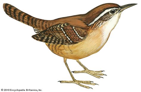 South Carolina State Bird | Art:The Carolina wren is the state bird of South Carolina. State Birds, Bird Art Print, Wren, Fabric Birds, Learn Art, Birds Tattoo, Backyard Birds, Arte Animal, Bird Drawings