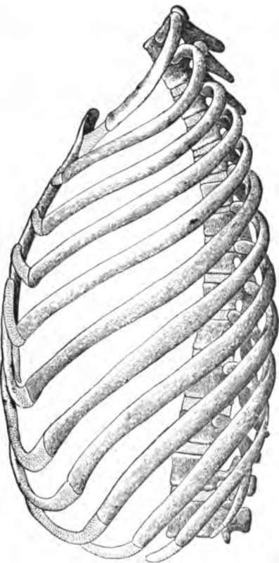 Rib Cage Anatomy Drawing, Ribcage Illustration, Rib Cage Drawing, Adams Rib, Rib Cage Anatomy, Cage Drawing, Anatomy Structure, Spine Bone, Human Ribs