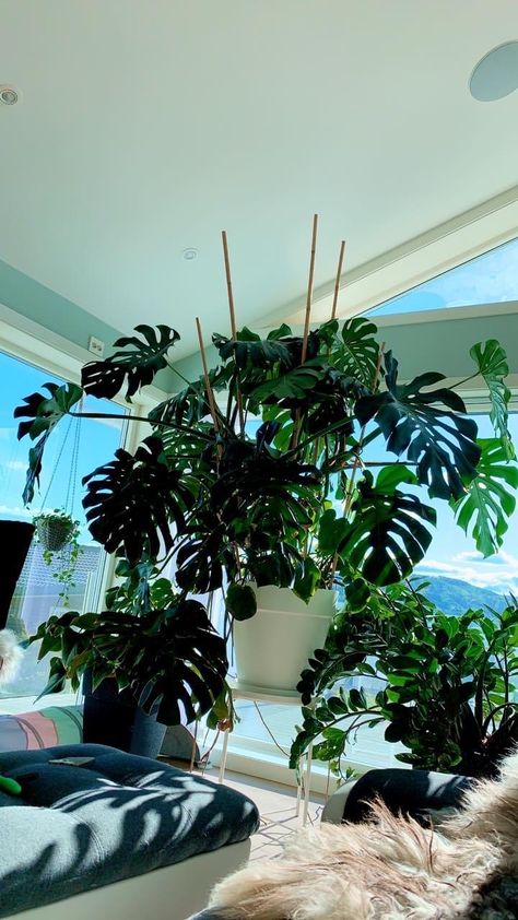 Monstera Trellis, Houseplants Aesthetic, Small House Garden, Trellis Ideas, Inspiring Pictures, Herb Garden Design, Vertical Garden Diy, Spruce Up Your Home, Plant Decor Indoor