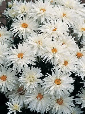 Pot Tags For - Leucanthemum (Shasta Daisy) maximum Crazy Daisy ( Select Style ) Chrysanthemum Seeds, Shasta Daisy, Late Summer Flowers, Shasta Daisies, Flower Pedals, Acid Loving Plants, Flower Pot Design, Crazy Daisy, Wildflower Garden