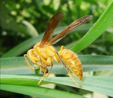 Paper Wasp, Yellow Things, Farm Day, Gents Kurta Design, Gents Kurta, Beautiful Flowers Images, Flowers Images, Paper Dress, Kurta Design