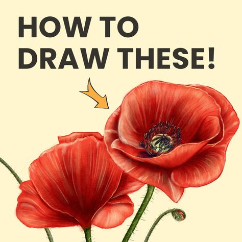 Learn how to draw a poppies for beginners. Discover the easy step by step method to draw and colour a poppy flower using lines and form. Poppy Videos, Poppy Flower Drawing, Poppy Tutorial, Poppy Flower Painting, Remembrance Day Art, Flowers Simple, Flower Step By Step, Poppy Drawing, Flower Drawing Tutorials