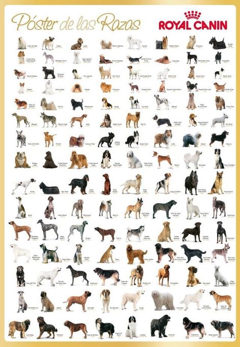 Clic para Cerrar Dog Breed Poster, Dog Breeds Chart, Types Of Dogs Breeds, Dog Breed Names, Bully Breeds Dogs, Dog Body Language, Dog Breeds List, Dog Crates, Popular Dog Breeds