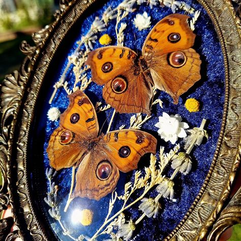 Two Peacock Pansy butterflies in an ornate little bubble frame. #insecttaxidermy #insectart #butterflies #butterflyart #cottagecore #witchyvibes #darkacademia #moodydecor #driedflowerart #vintageframes #vintagestyle Oddity Artwork, Diaphonized Specimens, Insect Taxidermy, Moody Decor, Bug Art, Insect Art, Vintage Frame, Witchy Vibes, Butterfly Art