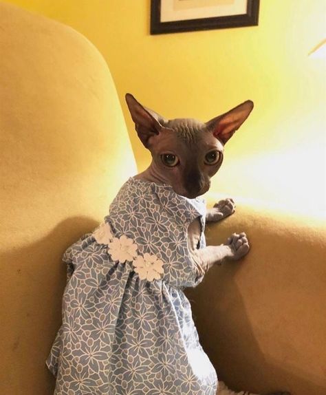 Sphynx Kitty Sphynx, Silly Cats, A Cat, On Instagram, Instagram