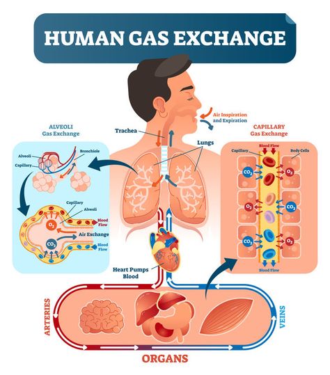 Ventilations vs. respirations. Aren’t these terms essentially the same? The easy answer is no. The harder question is: Why not? #ems #foamed #foamems #meded #emseducation #airway #ventilation #respiration Gas Exchange, Cellular Respiration, Human Body Anatomy, Biology Lessons, Medical School Essentials, Body Cells, Biology Notes, Red Blood, Red Blood Cells