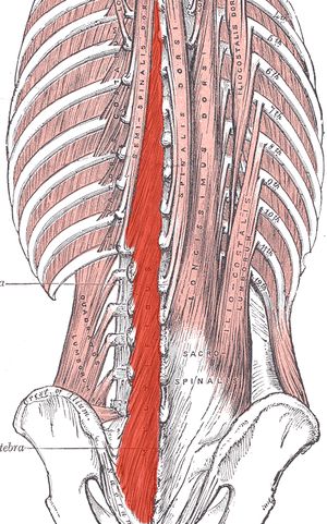 Three major muscle groups to strengthen for SI joint dysfunction – My Sacroiliac Joint Saga Stenosis Exercises, Superman Workout, Stomach Muscles, Muscle Anatomy, Major Muscles, Joints Pain Relief, Restorative Yoga, Muscle Fitness, Stomach Workout