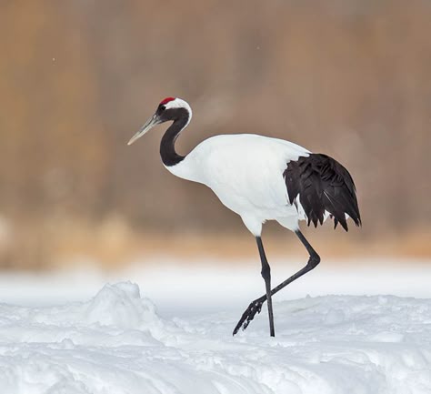 Red-crowned crane Red Crown Crane, Japanese Cranes, Red Crowned Crane, Crane Tattoo, Crowned Crane, Japanese Crane, Japanese Watercolor, Red Crown, Chinese Brush Painting