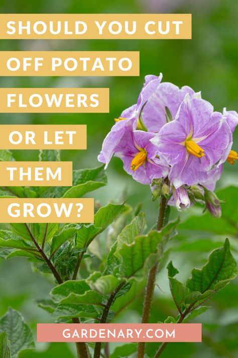 Potato Flowers, Garden Shears, Plant Life Cycle, Attract Pollinators, Garden Types, Delicious Vegetables, Green Tomatoes, Plant Cuttings, All About Plants