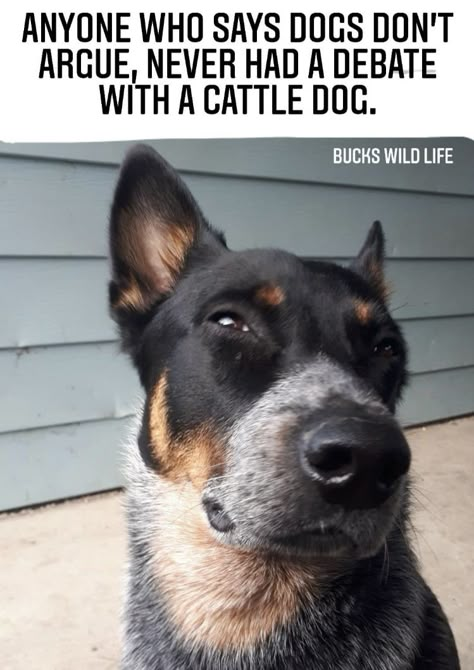 Blue Heeler Funny, Heeler Quotes, Australian Dog Breeds, Walker Hound, Blue Healer, Aussie Cattle Dog, Herding Dogs Breeds, Heeler Dogs, Austrailian Cattle Dog