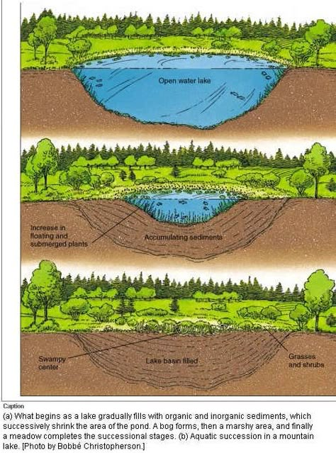 Secondary Succession, Ecological Succession, Earth Systems, Biology Ideas, Ocean Shore, Nature Education, Farm Plans, Physical Geography, Dry Land