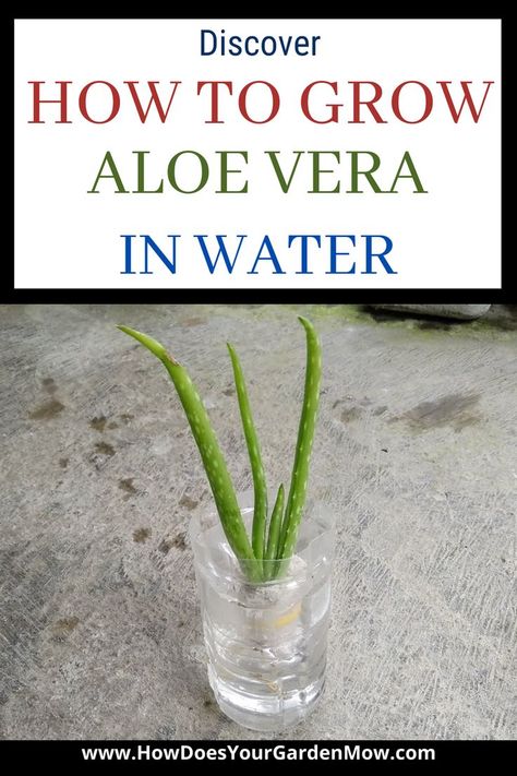 How To Root Aloe Vera Plant, Aloe Plant Propagation, How To Propagate Aloe, Aloe Vera Plant Decor Ideas, Plants Grown In Water Houseplant, Indoor Plants Grown In Water, How To Repot Aloe Vera Plant, How To Grow Aloe Vera Plant Indoor, Propogating Aloe Vera